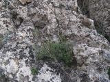 Crucianella gilanica