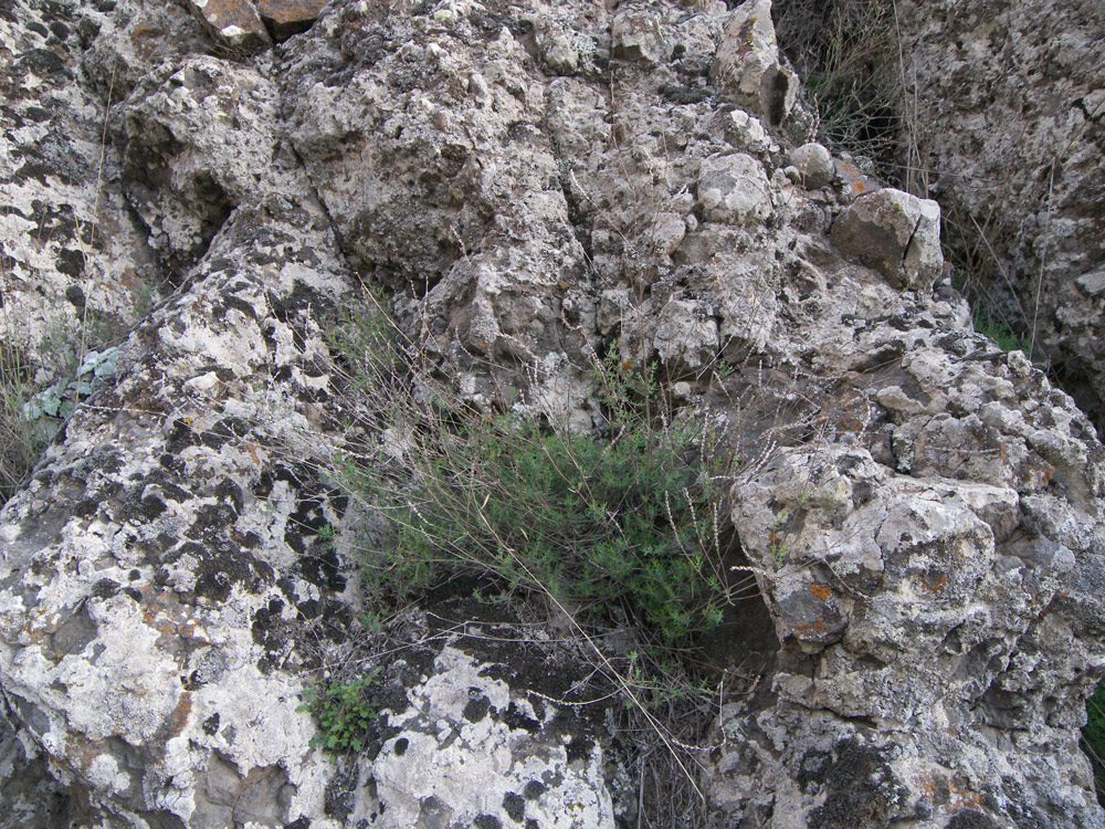 Image of Crucianella gilanica specimen.