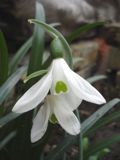 Изображение особи Galanthus cilicicus.