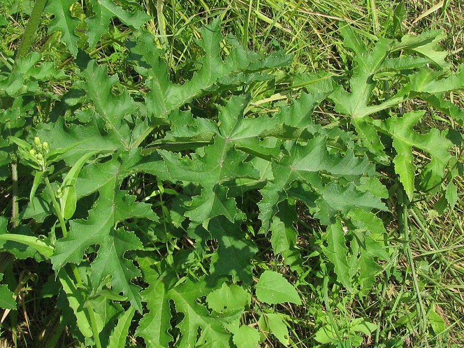 Image of Heracleum sibiricum specimen.