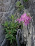 Chamaenerion latifolium