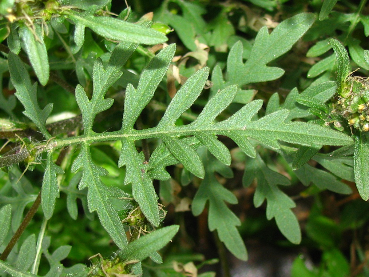 Image of Ambrosia artemisiifolia specimen.