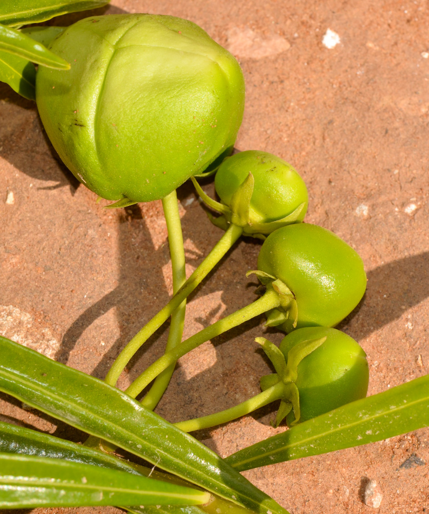 Изображение особи Thevetia peruviana.