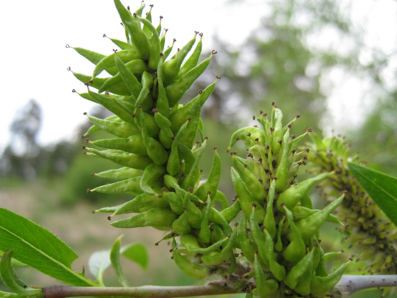 Изображение особи Salix acutifolia.