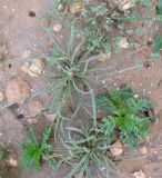 Plantago ovata. Цветущие и плодоносящие растения. Израиль, г. Беэр-Шева, рудеральное местообитание. 01.02.2013.