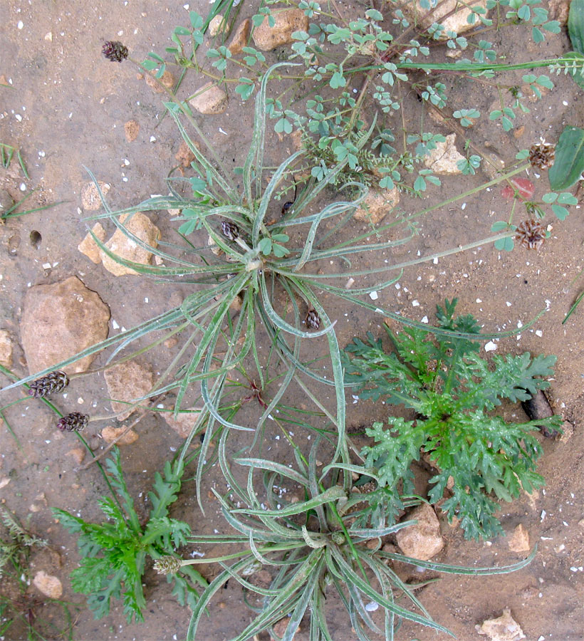 Image of Plantago ovata specimen.