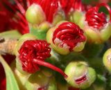 Callistemon phoeniceus