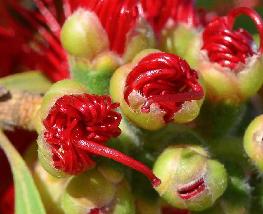 Image of Callistemon phoeniceus specimen.