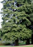 Taxodium distichum