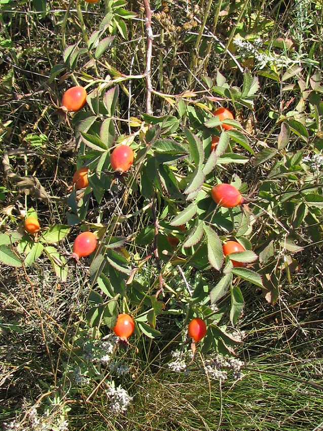 Image of Rosa koso-poljanskii specimen.