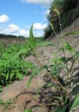 Persicaria lapathifolia. Верхушка цветущего растения. Архангельская обл., Вельский р-н, окр. г. Вельск, берег р. Вага. 18.07.2011.