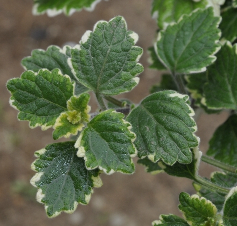 Image of Coleus paniculatus specimen.