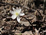 Anemone altaica