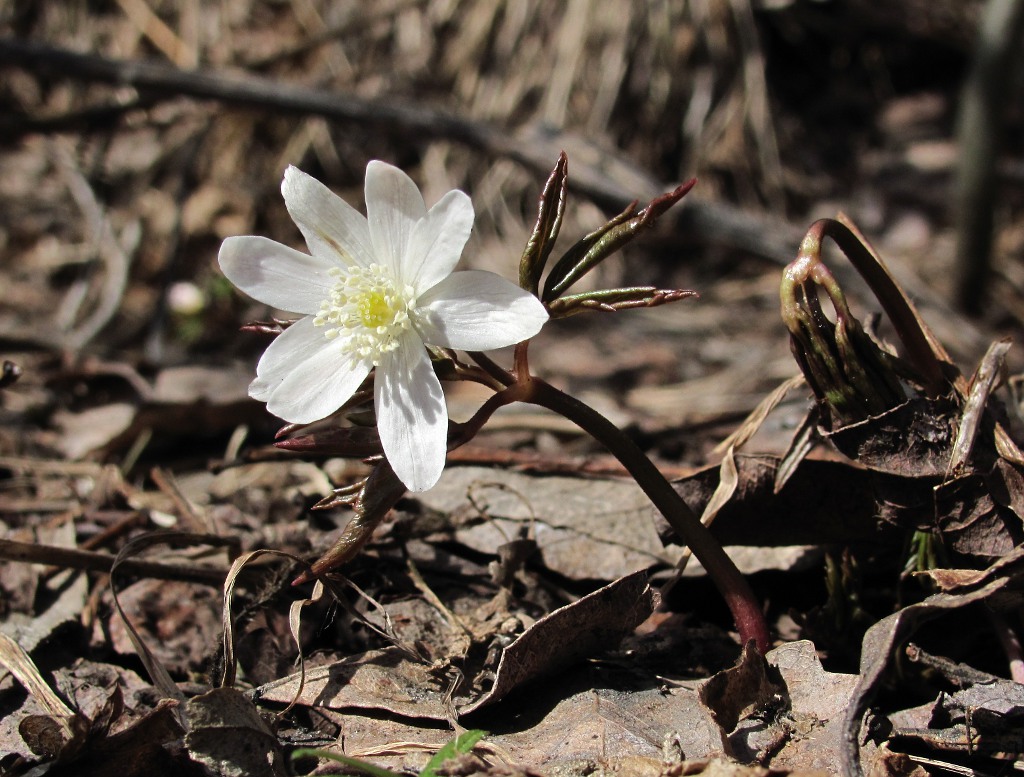 Image of Anemone altaica specimen.