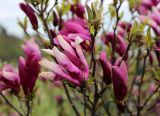 Magnolia liliiflora