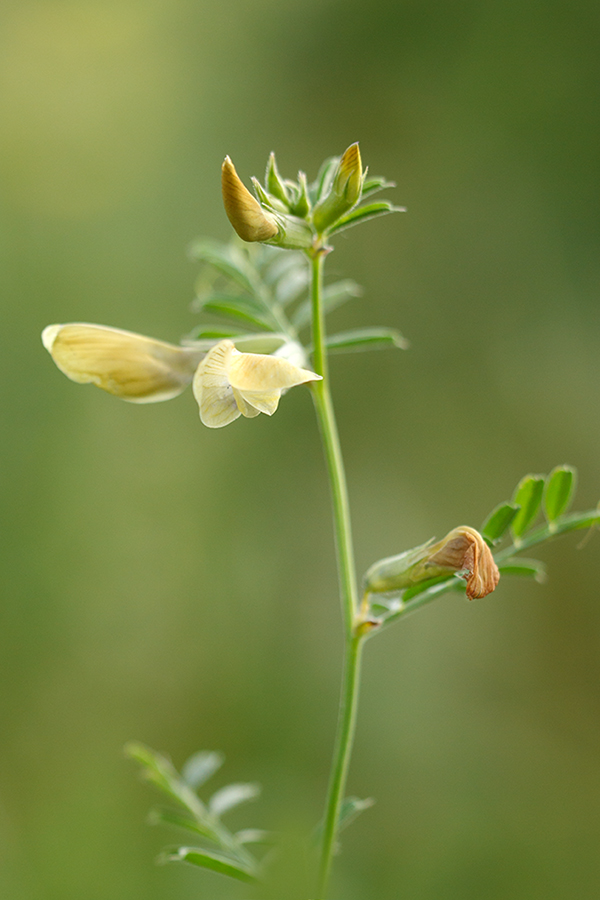 Изображение особи Vicia grandiflora.