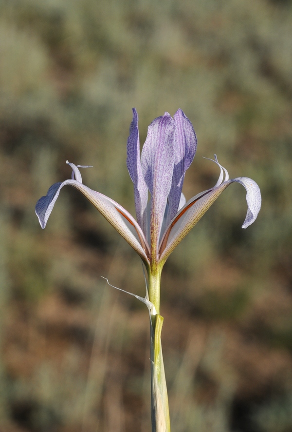 Изображение особи Iris songarica.