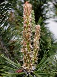 Pinus mugo