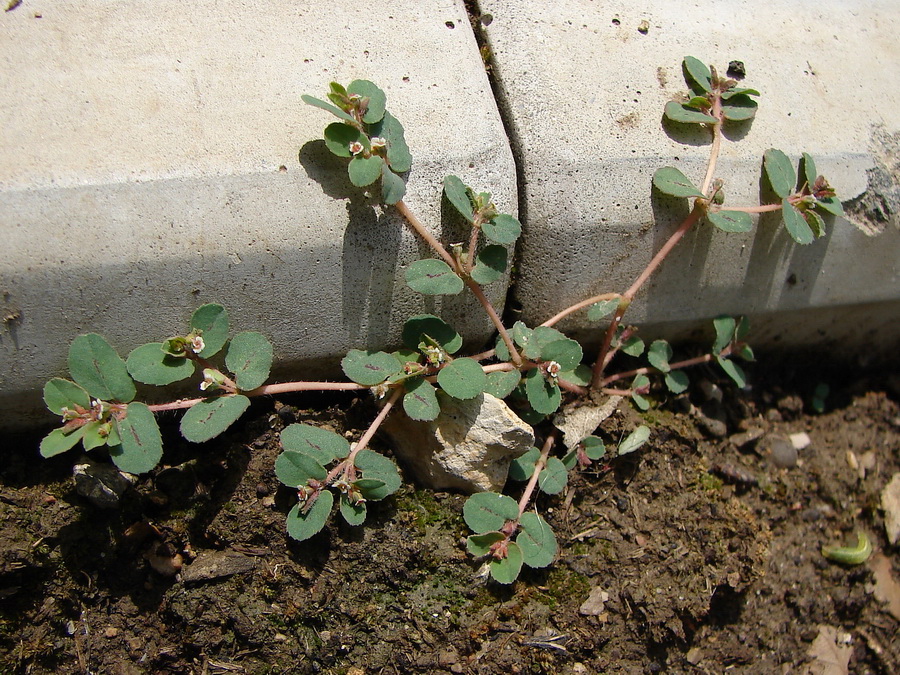 Image of Euphorbia canescens specimen.