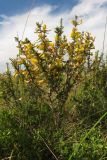 Caragana pumila