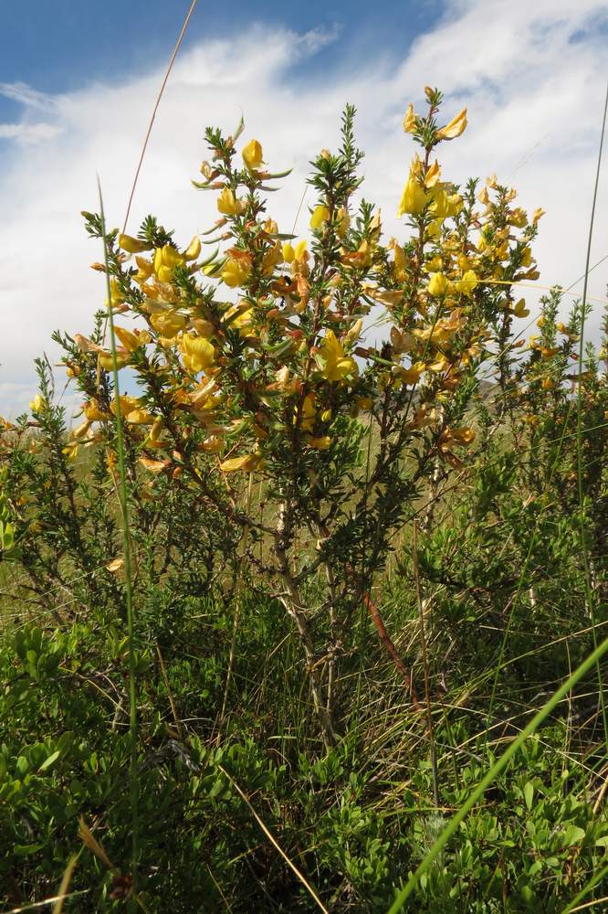 Изображение особи Caragana pumila.