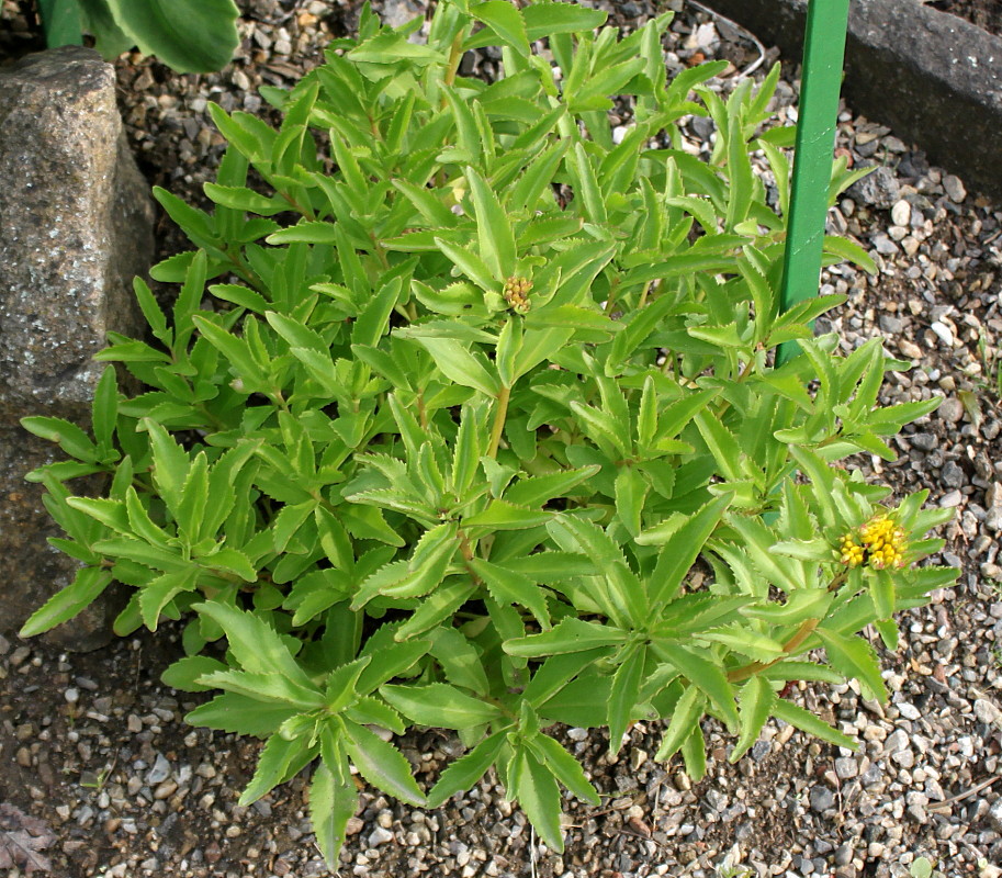 Image of genus Sedum specimen.