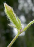 Melandrium album