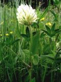 Trifolium montanum