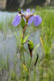 Iris setosa