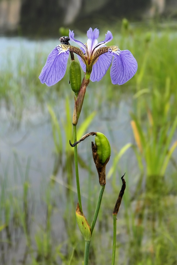 Изображение особи Iris setosa.