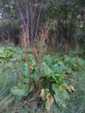 Rumex obtusifolius