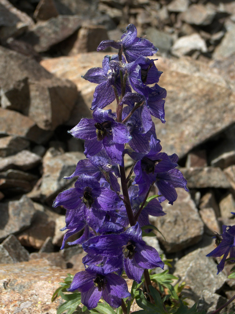 Изображение особи Delphinium caucasicum.