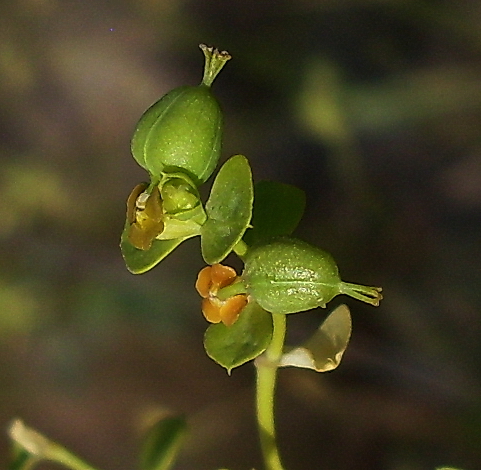 Изображение особи Euphorbia seguieriana.