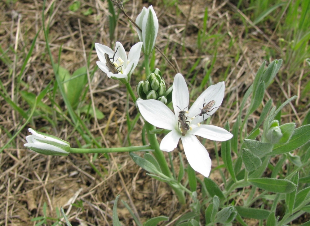 Image of Ornithogalum kochii specimen.