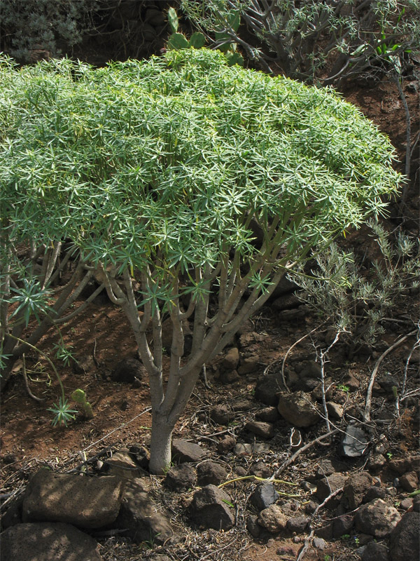 Изображение особи Euphorbia lamarckii.