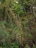 Artemisia rubripes. Плодоносящее растение. Владивосток, Ботанический сад-институт ДВО РАН. 5 октября 2013 г.