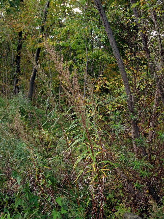 Image of Artemisia rubripes specimen.