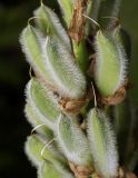 Lupinus × regalis. Созревающие плоды. Московская обл., Раменский р-н, окр. дер. Хрипань, садовый участок. 17.06.2013.
