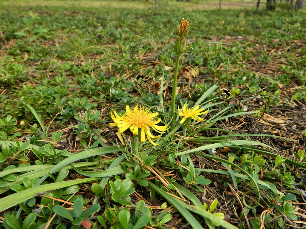 Изображение особи Scorzonera radiata.