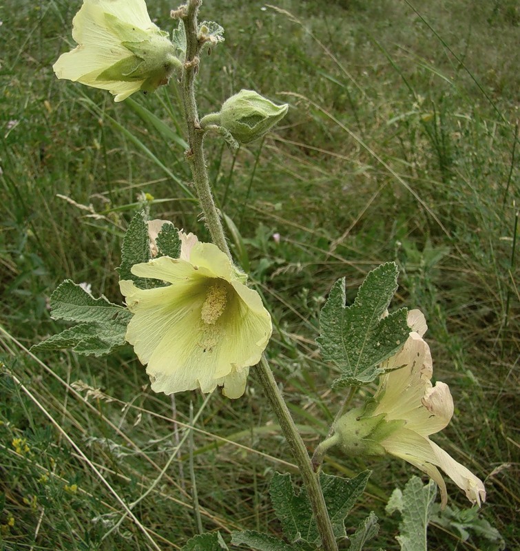 Image of Alcea rugosa specimen.