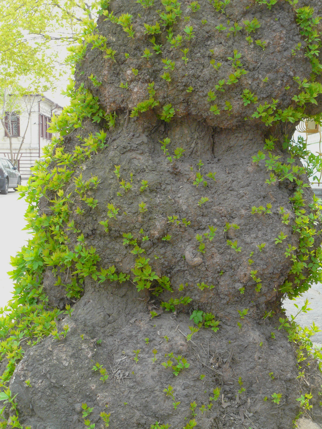 Image of Acer negundo specimen.