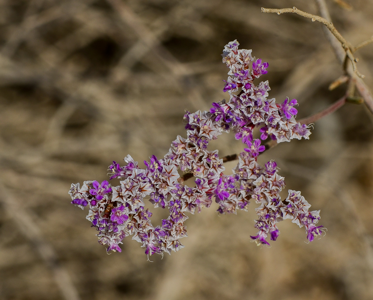 Изображение особи Limonium pruinosum.