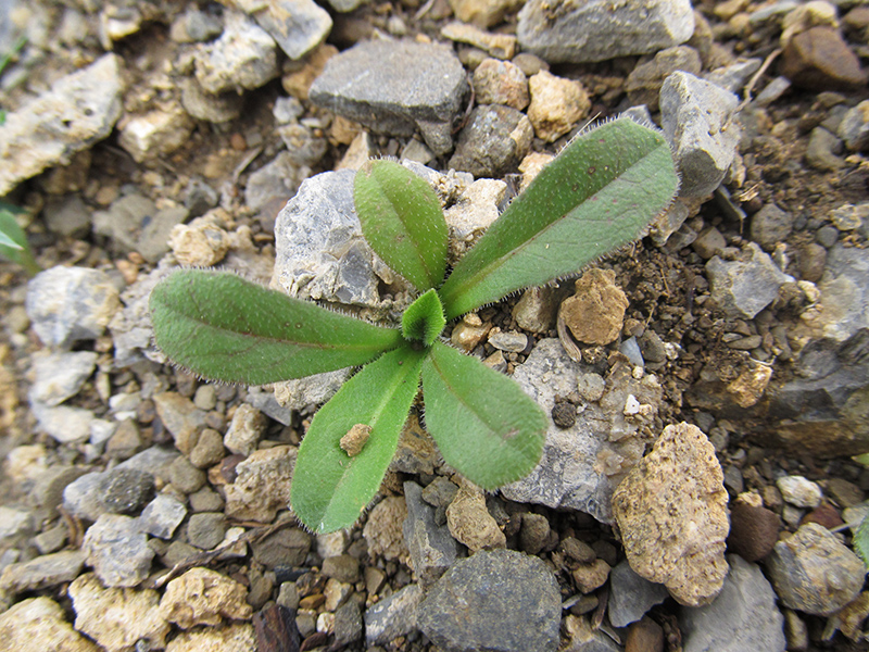 Image of Hedypnois cretica specimen.