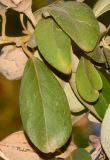 Lagunaria patersonia. Листья. Израиль, Шарон, пос. Кфар Шмариягу, в культуре. 19.11.2913.