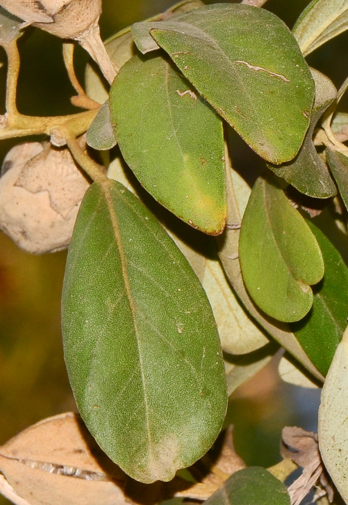 Изображение особи Lagunaria patersonia.