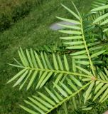 Torreya nucifera. Веточка (видны нижние стороны хвоинок). Германия, г. Дюссельдорф, Ботанический сад университета. 04.09.2013.