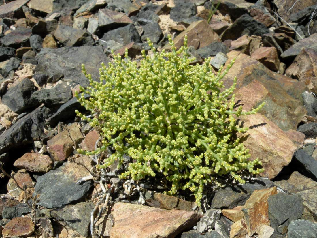 Image of Anabasis truncata specimen.