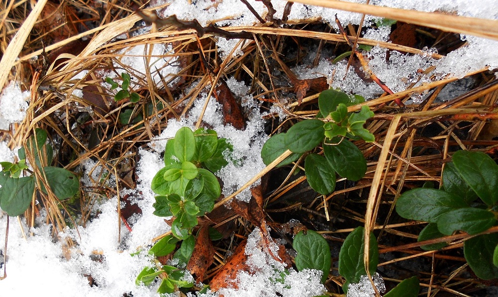 Image of Vaccinium vitis-idaea specimen.