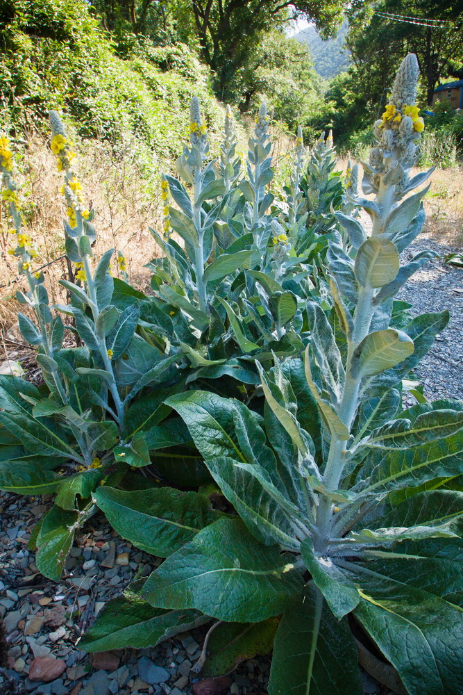 Image of Verbascum gnaphalodes specimen.