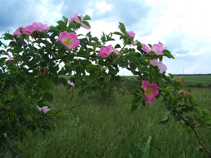 Изображение особи Rosa canina.